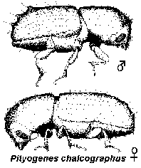 Pityogenes spp.