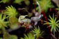 Red wood ant