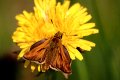 Skipper on dandelion
