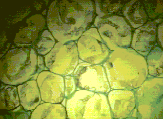 round gall cross section