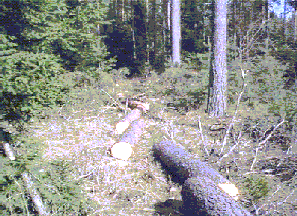 Finding acceptable host trees