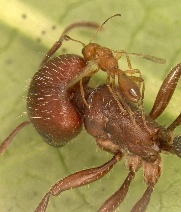 Lygus hesperus male (left) and female on cotton leaf