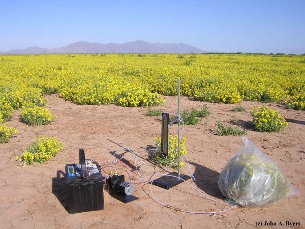 Trapping volatiles on Porapak Q from Lesquerella oil crops