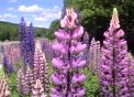 Lupins in V�rmland, Sweden