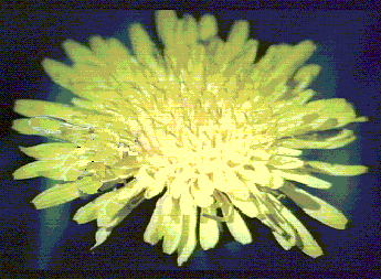 Syrphid fly on dandelion