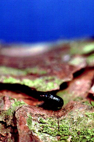 Tomicus piniperda on Scotch pine