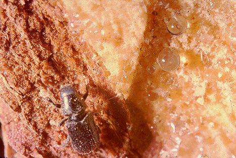 Tomicus piniperda attracted to resin of Scotch pine