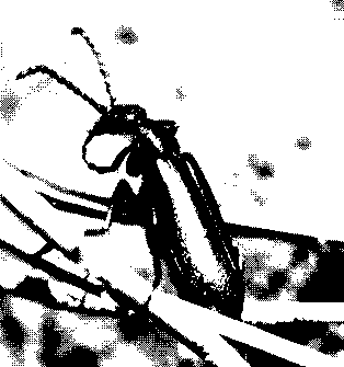 Blister Beetle (Meloidae)