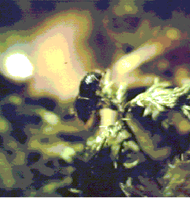 Ips typographus in duff