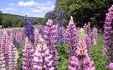 Lupins, near Torsby, Sweden