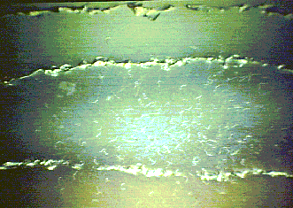 nematodes in agar above wax moth larva taped under petri dish