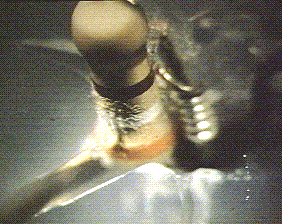 resistor with aggregating nematodes