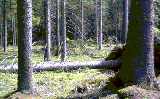 Fallen Norway spruce near Torsby, Sweden
