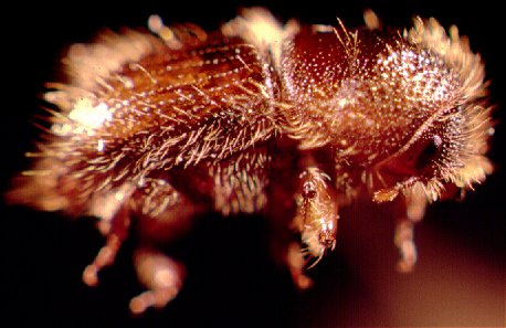 Ips typographus