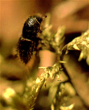 <I>Ips typographus</I> preparing to fly