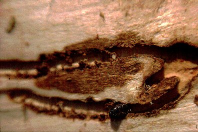 Ips typographus in gallery with eggs in phloem layer, nuptial chamber at right