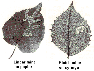 Blotch and linear mines