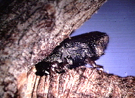 Scolytus multistriatus