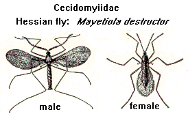 Cecidomyiidae