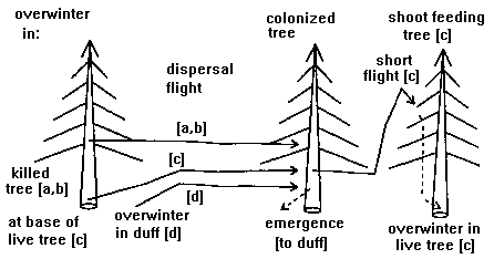 Life cycle of bark beetles