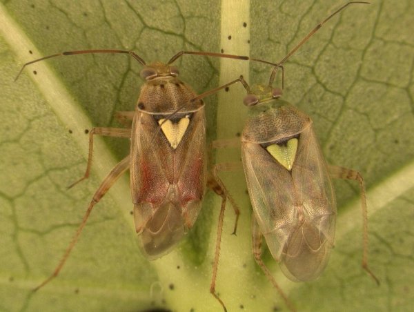 Lygus hesperus male (left) and female on cotton leaf