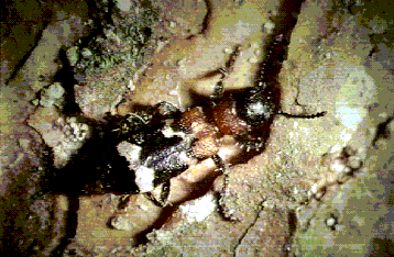 Thanasimus formicarius