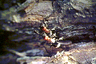 Thanasimus formicarius pair basking
