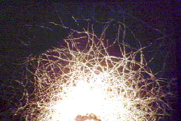 nematode paths shown in India ink on agar