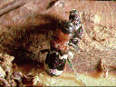 Clerid eating Tomicus